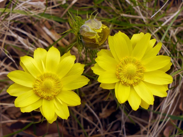 Primavera flor amarela — Fotografia de Stock