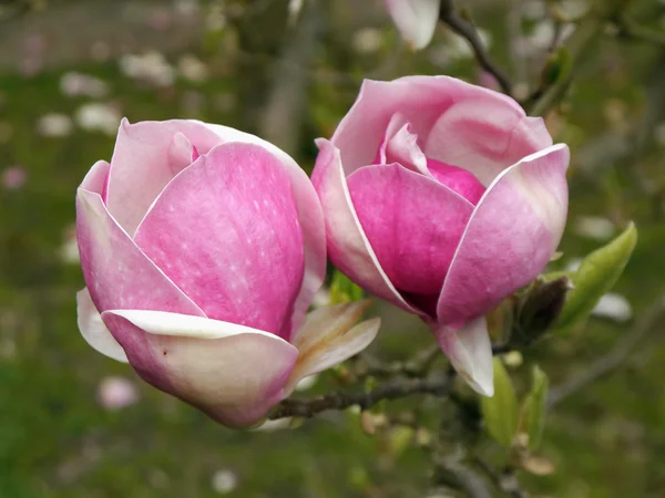 Magnolia tree blossom — Stock Photo, Image