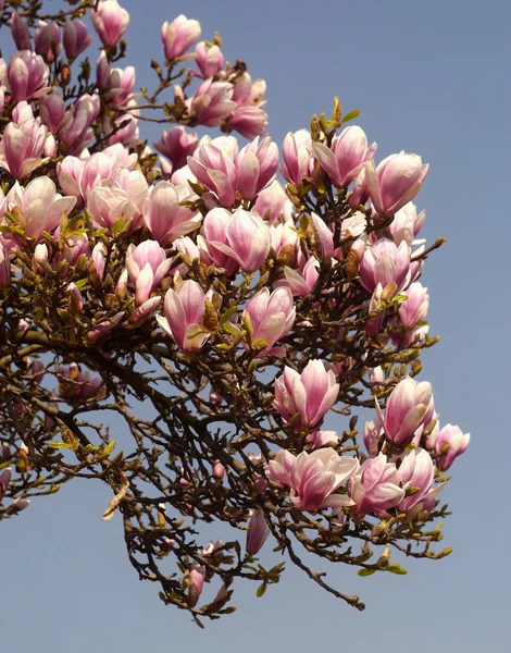Magnolia tree blossom — Stock Photo, Image
