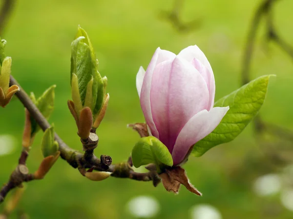 Magnolia boom bloesem — Stockfoto