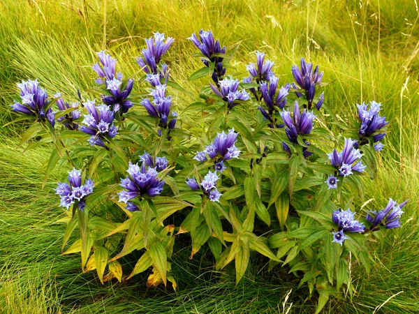 Bergblumen, Enzian. — Stockfoto