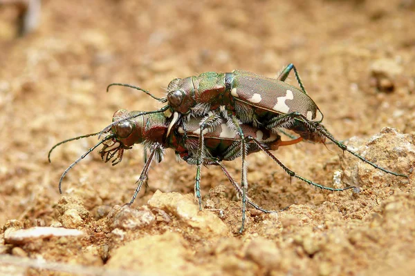 Scarabeo predatore — Foto Stock