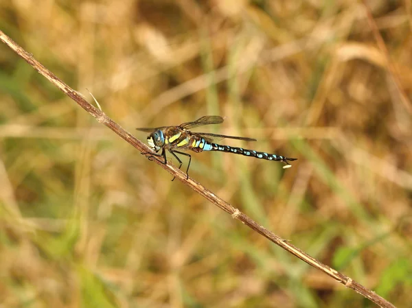 Dragonfly Royal — Stockfoto