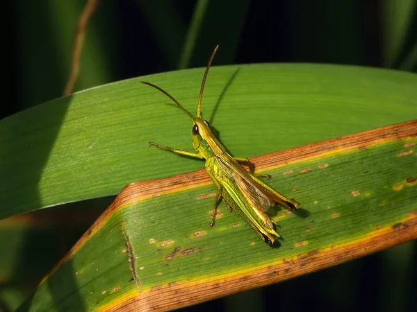 Grasshopper — Stock Photo, Image