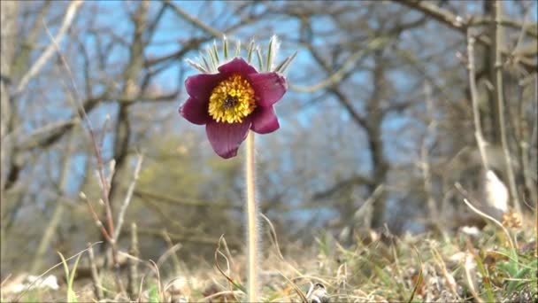 Pulsatilla bloem — Stockvideo