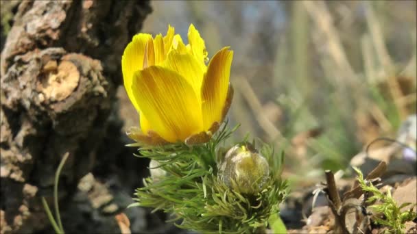 Vårgul blomma — Stockvideo