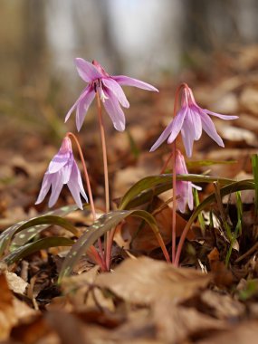 Çiçek Erythronium dens-canis