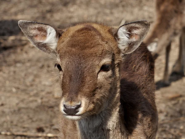 Fallow-deer — Stock fotografie