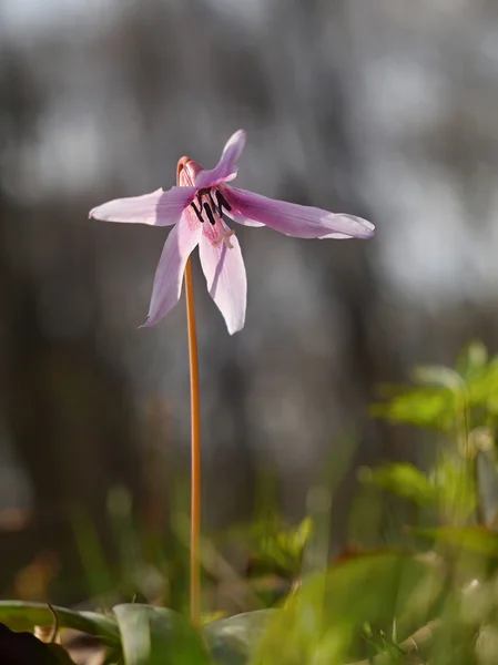 Flower Erythronium dens-canis — Stock Photo, Image