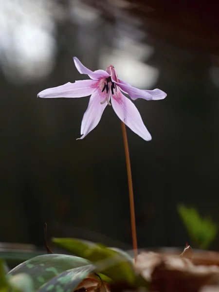 Flower Erythronium dens-canis — Stock Photo, Image