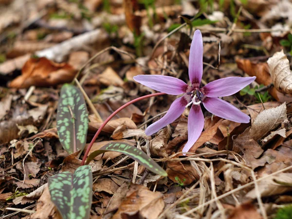 Bloem Erythronium dens-canis — Stockfoto