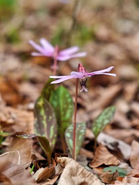 Çiçek Erythronium dens-canis