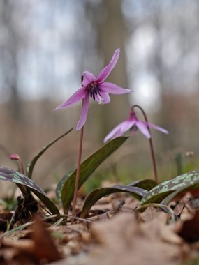 Çiçek Erythronium dens-canis