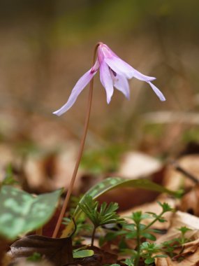 Çiçek Erythronium dens-canis