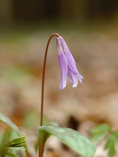 Flower Erythronium dens-canis — Stock Photo, Image