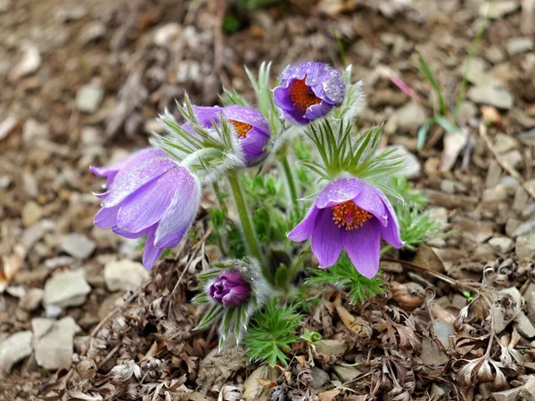 Pulsatilla bloem — Stockfoto