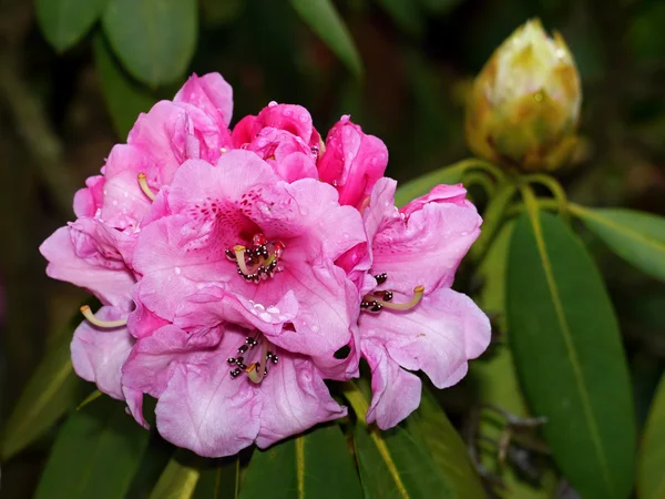 粉红色杜鹃花 — 图库照片