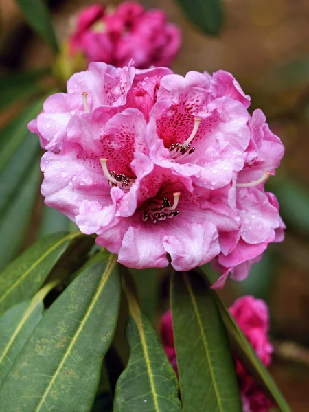 Rhododendron pink flower — Stock Photo, Image
