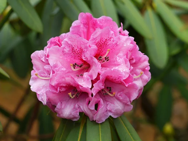 Rhododendron pink flower — Stock Photo, Image