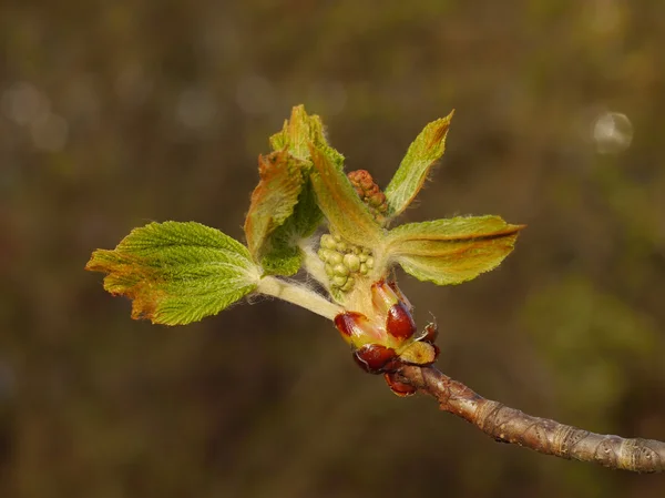 Kastanienblüten — Stockfoto