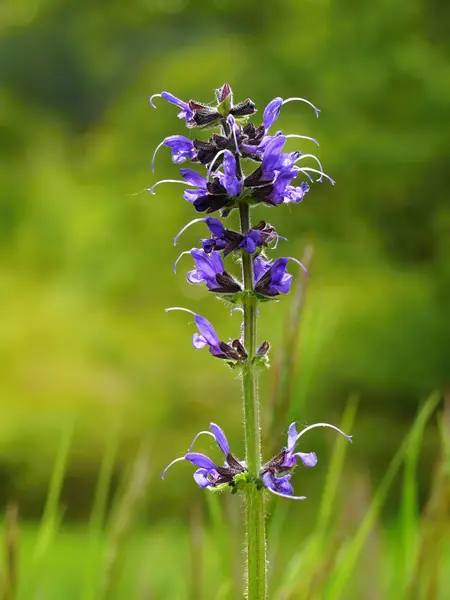 Blue flower meadow backlit — Stock Photo, Image