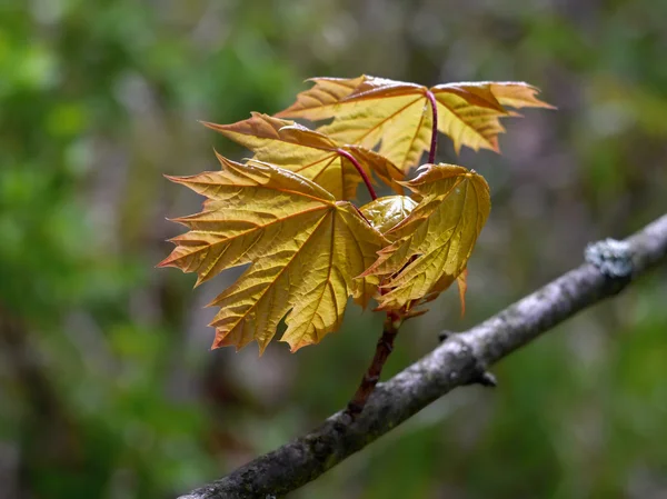 Lönn träd unga blad — Stockfoto