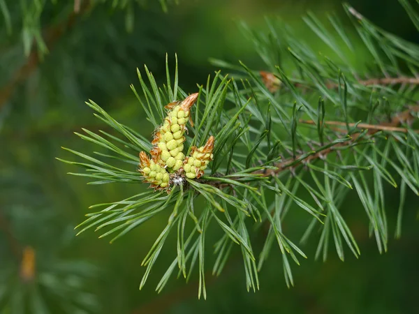 Pine cones bloom Stock Picture