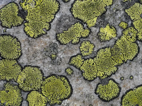 Lichen — Photo