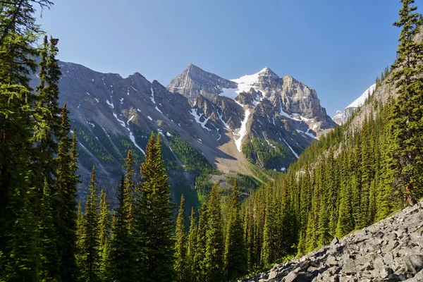 Mountain peak and forest — Stock Photo, Image