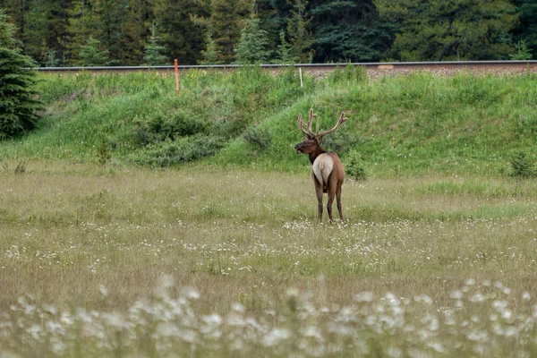 鹿の牧草地で放牧 — ストック写真