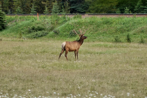 Pâturage des cerfs sur la prairie — Photo