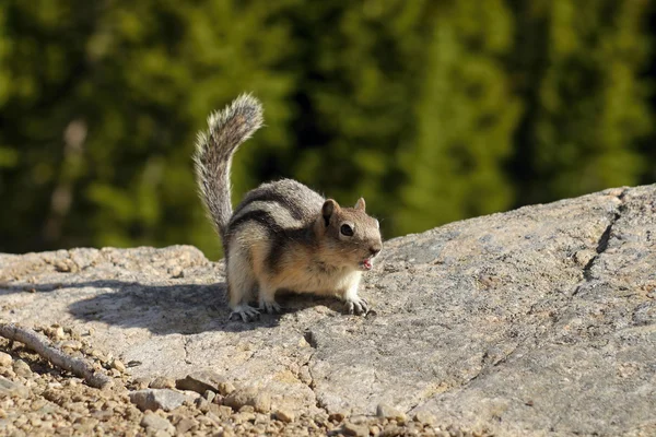 Wiewiórka Chipmunk Obrazy Stockowe bez tantiem