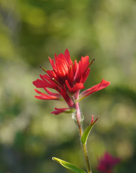 Flor roja de montaña Imagen De Stock