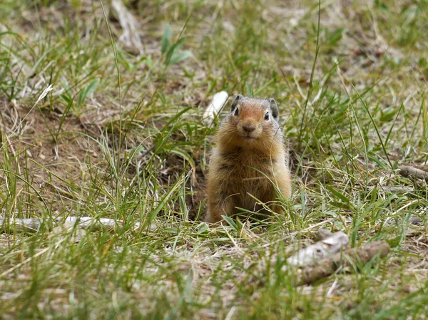 Ground Squirrel — Stock Photo, Image