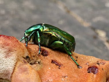 Goldenhead green shiny beetle on red mushroom close-up view