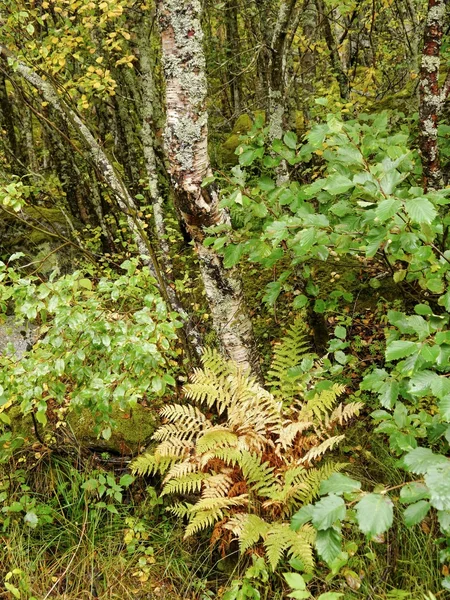 Autumn forest and ferns — Stock Photo, Image