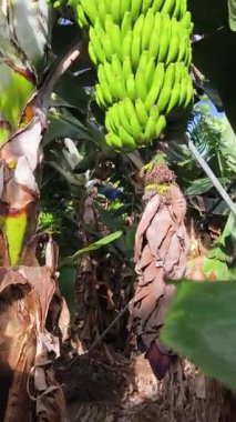 Kanarya Adaları 'ndaki bir çiftlikte muz ağacında muz demeti