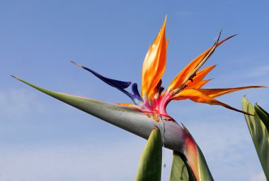 STERLİÇYA çiçek egzotik