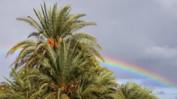 Regenboog en palm tree Stockfoto