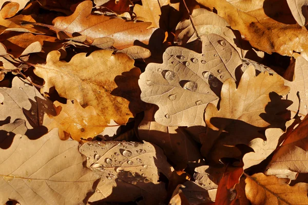 Oak autumn leaves — Stock Photo, Image