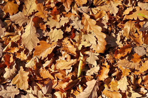 Oak autumn leaves — Stock Photo, Image