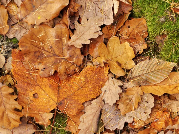 Oak autumn leaves — Stock Photo, Image