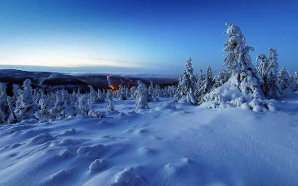 Alberi invernali in montagne coperte di neve fresca prima dell'alba — Foto Stock