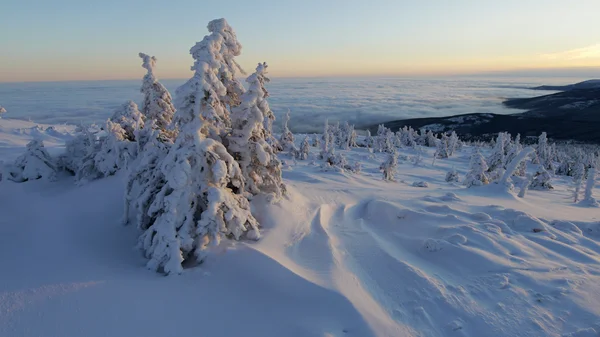 Vinterträd i berg täckta med nysnö — Stockfoto