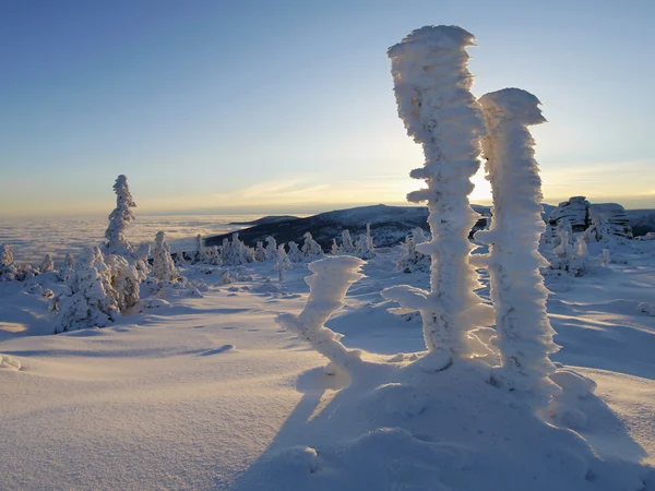 Winter trees in mountains covered with fresh snow — Stock Photo, Image