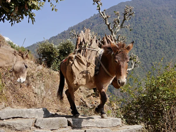 Horse carries wood. Nepal — Stock Photo, Image