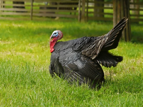 Türkiye'de horoz bahçede
