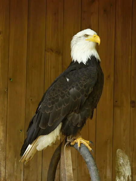 Pássaro de águia careca — Fotografia de Stock