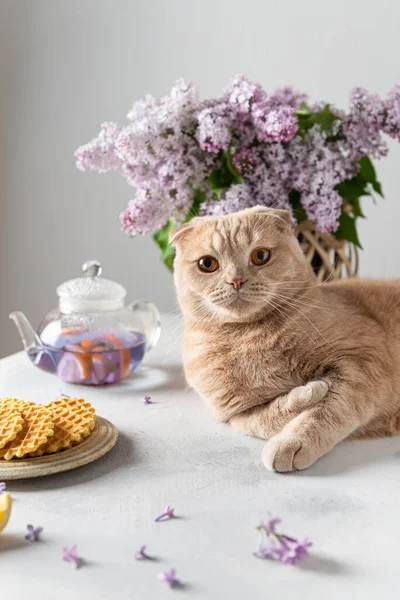 Funny cat waiting for a tea party. Cute cat, tea pot and waffles on a light background. Spring tea drinking. Greeting card, invitation design. Cafe menu, poster. Lilac tea recipe. Copy space for text