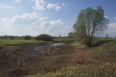 Sığ bir göletin kıyısında güzel bir söğüt ağacı. Mavi gökyüzünde beyaz bulutlar. Peyzaj.